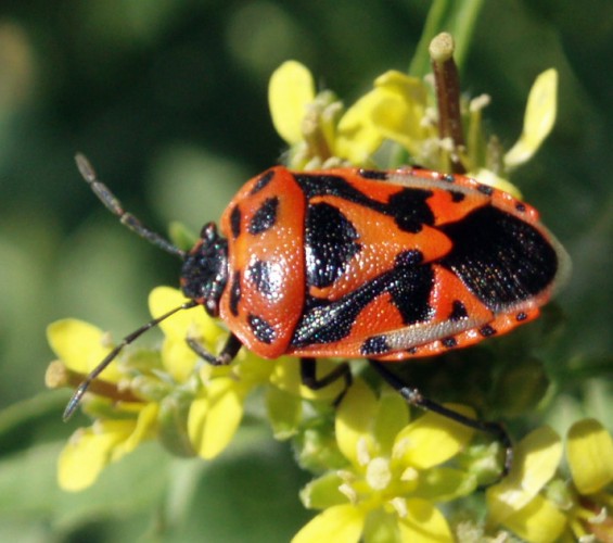 Spagna: La regione  de Monegros, paradiso entomologico